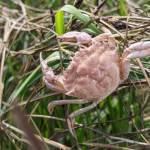 Friends of the San Juans
The invasive European Green Crab.