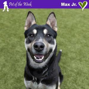 Contributed photo by the Animal Protection Society - Friday Harbor
Max Jr., not to be confused with Max Sr., loves to play and relax with his friends.