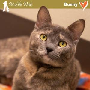 Contributed photo by the Animal Protection Society - Friday Harbor
Bunny, looking for her forever home and people to brunch and tell stories with.