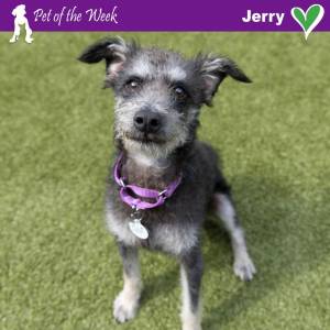 Contributed photo by the Animal Protection Society - Friday Harbor
This old soul is looking for his forever family.