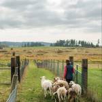 Contributed photo by Kathryn Wheeler
Lori Ann of Aurora Farms