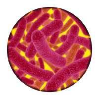 Contributed photo. 
Bacteria