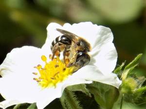 Contributed photo by Russel Barsh
Halictus tripartitus enjoying a woodland strawberry flower in the authors garden.