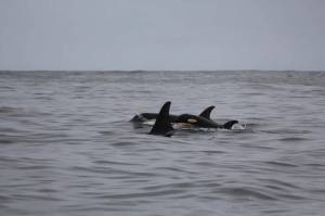 Contributed photo by Howie Tom
L pod off of Tofino, British Columbia.