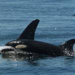 Contributed photo by The Center for Whale Research
L94 and her new calf L127