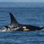 Contributed photo by The Center for Whale Research
L119 and her new calf L126