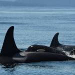 Contributed photo by The Center for Whale Research
L119, her new calf L126, and L124