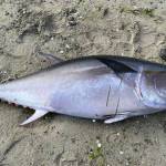 SeaDoc Society photo. The bluefin tuna.