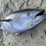 SeaDoc Society photo. 
The bluefin tuna.