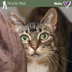 Contributed photo by the Animal Protection Society - Friday Harbor
Come have an indoor picnic with Nala at the shelter, and maybe bring her home!