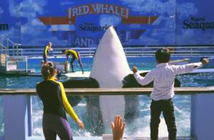 Photo by Ken Balcomb
Under her stage name of Lolita (aka Tokitae, aka SkaliChelh-tenaut), a young female orca performs for an audience of adoring fans in a small tank at the Miami Seaquarium in this archive photo from the mid 1990s. With the help of a few key non-profits, the Lummi Nation, and the blessing of the marine parks owner, SkaliChelh-tenaut as she is now known may retire to the waters of the Pacific Northwest after over 53 years in show business.