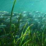 Contributed photo by Florian Graner.
Eelgrass supports a myriad of life including Dungeness crabs, spawning habitat for Pacific herring, and feeding and resting habitat for juvenile salmon. Image of pacific herring in eelgrass.
