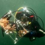 Dennis Wise/University of Washington photo.
Baby sea stars being relocated from the lab to the wild.