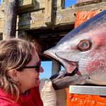 Contributed photo
Resident scientist Dr. Karly Cohen stares into the mouth of the tuna, looking at its hundreds of small teeth.