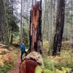 Isabel Ashley/staff photo
Doug McCutchen stands next to trunk.