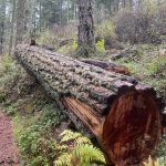 Isabel Ashley/staff photo
The remainder of the tree is stabilized beside a trail on Mt. Grant Preserve.