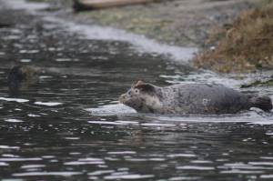 Heather Spaulding \ staff photo
A pup leaves its cage for the sea.