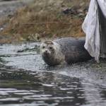 Heather Spaulding staff photo
A seal looks around first before entering the water.