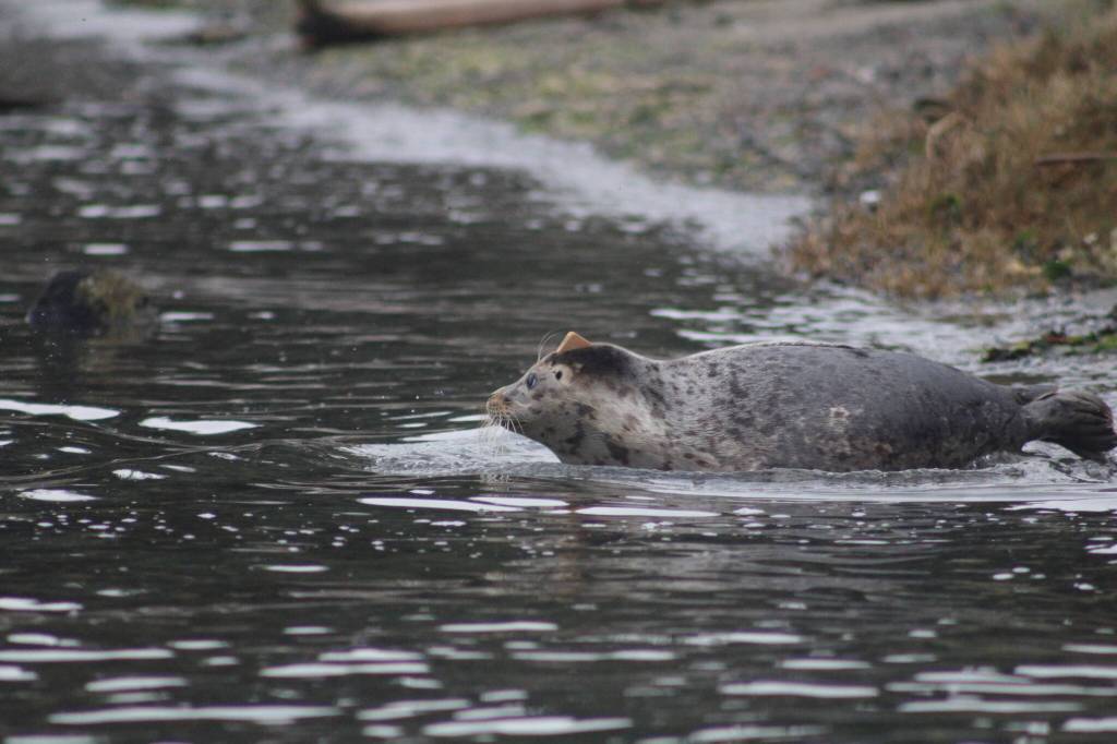 Heather Spaulding staff photo
A pup makes its way into the water.