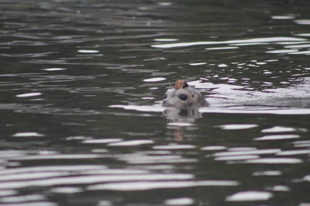 Heather Spaulding \ staff photo
One of the pups being a seal.