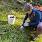 Photo by Isabel Ashley
Sharon Massey plants acorns near Mt. Grant preserve.
