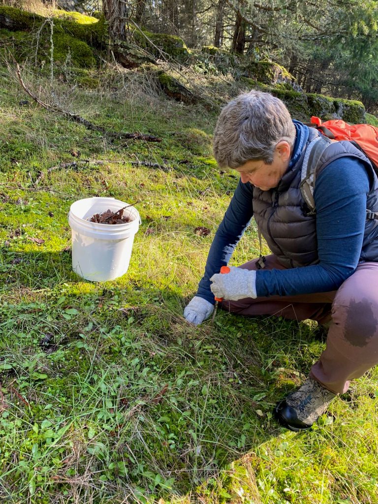 Photo by Isabel Ashley
Sharon Massey plants acorns near Mt. Grant preserve.