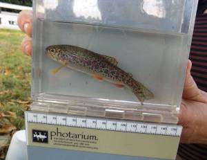 Contribute photo by Russel Barsh for Kwiaht
One of the Garrison trout in bright spawning colors