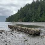 Contributed photo
A derelict concrete structure located offshore of the San Juan Conservation Land Bank’s Judd Cove Preserve on Orcas Island. North Eastsound is one of five remaining herring spawning areas here in the San Juans Islands.