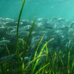 Contributed photo by by Florian Graner
Herring in eelgrass