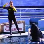 Photo by Ken Balcomb
Prior to her death Friday, August 18, Lolita entertained audiences for over five decades in a small pool at the Miami Seaquarium. Lolita, aka Tokitae, recently retired from show business and was actively preparing to return to the Pacific Northwest where she was born in the mid-1960s.