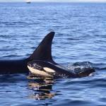 Photo credit Maya Sears NMFS Permit 27052.
