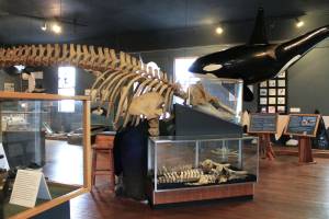 Contributed photo by The Whale Museum
Volunteer for the Education Department at The Whale Museum!