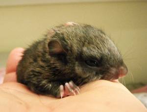 Contributed photo by Wolf Hollow
A juvenile Northern Flying Squirrel in care at Wolf Hollow Wildlife Rehabilitation Center. If you encounter an injured Flyer, be sure to call Wolf Hollow at 360 378-5000 for pickup and treatment!