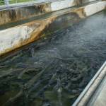 Contributed photo
Kalama Hatchery