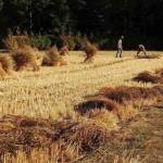 Contributed photo
Wheat harvest