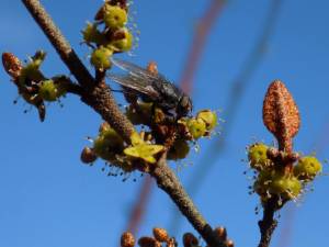 Contributed photo by Russel Barsh for Kwiaht
 A fly sips nectar from a male soapberry flower. It has a few pollen grains on its head and thorax. This photograph was taken in early March