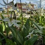 Heather Spaulding \ Staff photo
Fawn lilies at large