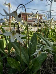 Heather Spaulding \ Staff photo
Fawn lilies at large