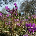 Heather Spaulding/Staff photo
Shooting stars create a magenta mass.