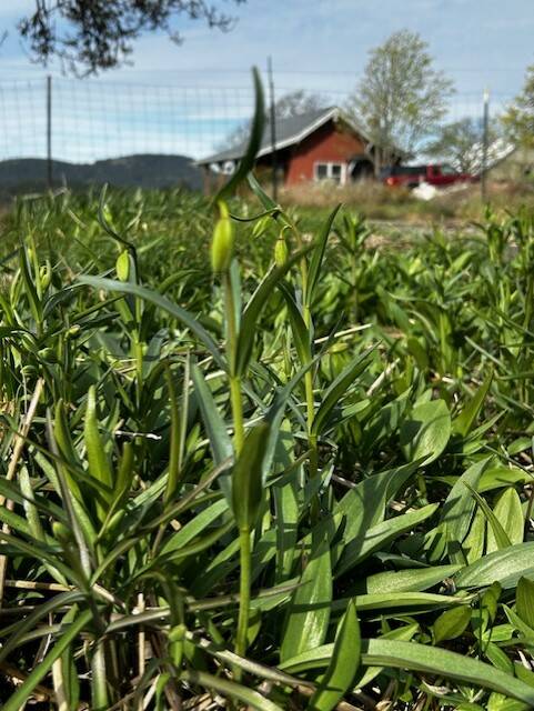 Heather Spaulding Staff photo
Chocolate lilies buds ready to burst wide open.