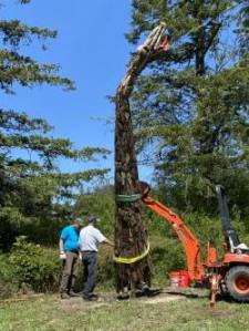 Contributed photo
"Long Neck" by Joe Treat