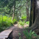Staff photo / Isabel Ashley
The new trail connects the trailhead at Three Corner Lake road to the Roche Harbor Highlands as well as Mitchell Hill and English Camp, allowing hikers to walk all the way from Roche Harbor to Cady Mountain for the first time