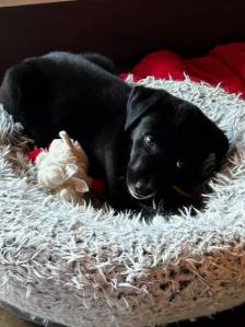 Heather Spaulding \ Staff photo One of the puppies up for adoption.