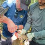 Contributed photo
The brown possum is one of the many creatures that is being studied.