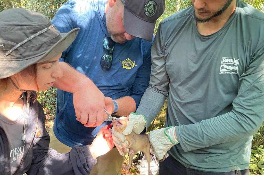 Contributed photo
The brown possum is one of the many creatures that is being studied.