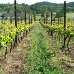 Contributed photo 
San Juan Vineyards