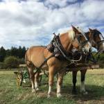 Contributed photo by Barbara Marrett
Heritage Farm Draft Horses.