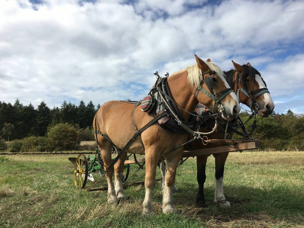 Contributed photo by Barbara Marrett
Heritage Farm Draft Horses.