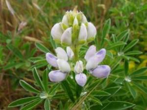 Contributed photo by Russel Barsh
One of Cattle Points rare Seashore Lupines.