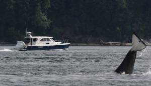 An orca cartwheels as a recreational boater passes in the distance. Photo by K. Makowski.